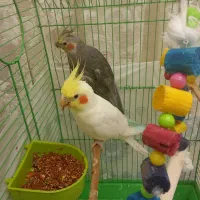 عروس هردو سخنگو معاوضه