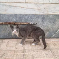 گربه پیدا شده