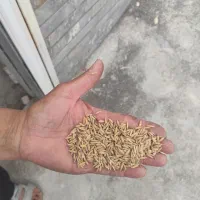 تخم شالی عمولایی