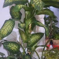 گل دیفن باخیا و بئش بارماق بزرگ