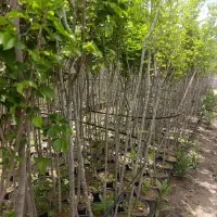 نهال ناروندپیوندی سطلی آماده کاشت ارسال ازمیاندواب
