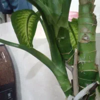 گل وگیاه|گل و گیاه طبیعی|مراغه, |دیوار