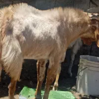 نری یک ساله فروشی