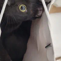 واگذاری بچه گربه سیاه|گربه|محمدیه-قزوین, |دیوار