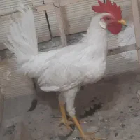 خروس سفید