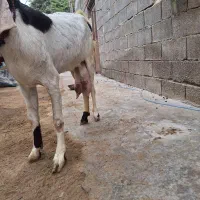 بز گلابی نژاد خوب شیری فروشی