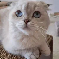 اسکاتیش سیلور ماده دبل فولد