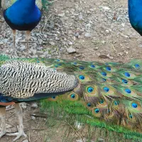 طاووس|پرنده|رودان, |دیوار