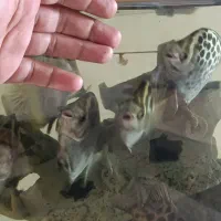 آکواریوم چینی با لوازم و ماهی|ماهی|مشهد, کوی ولیعصر|دیوار