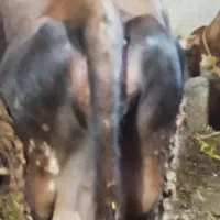 گاو جرسی شیری|حیوانات مزرعه|مهربان, |دیوار