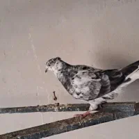 ۵ تا کبوتر جوجه از پدر مادرای درجه ۱