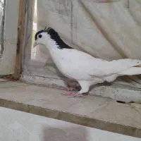 کفتر|پرنده|کنگاور, |دیوار
