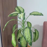 گل طبیعی دیفن