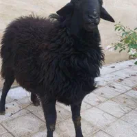 گوسفند گاو زنده همراه قصاب قصابی ذبح سلاخی،سلاخ