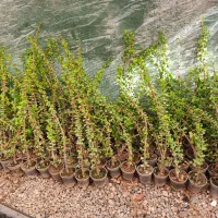 قاشقی لب ماتیکی|گل و گیاه طبیعی|محلات, |دیوار