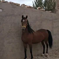 اسب مادیون کرد مدارک دار