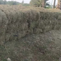 یونجه خشک|خدمات باغبانی و درختکاری|رودخانه, |دیوار