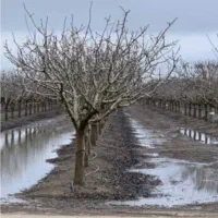 هرس درخت سیب و گلابی  و درختان میوه