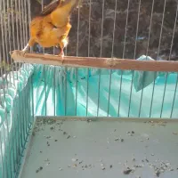 سهره قناری طوطی سرخ|پرنده|تهران, جوادیه تهرانپارس|دیوار