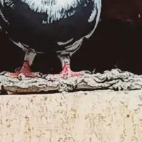 کبوتر|پرنده|سیرجان, |دیوار