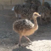 جوجه شتر مرغ