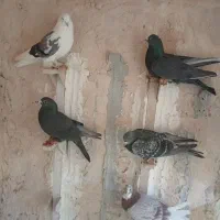 5 تا کفتر سوراخ|پرنده|کرمان, |دیوار