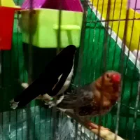 اورنج درجه یک|پرنده|بندر ماهشهر, |دیوار