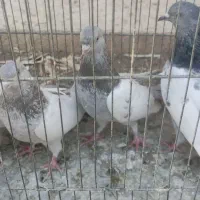 تعدادی کفتر ماده بهبونی|پرنده|شیراز, رکنآباد|دیوار