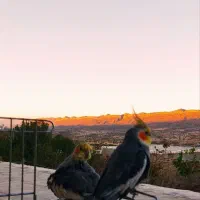 دو عدد عروس هلندی|پرنده|کوهدشت, |دیوار