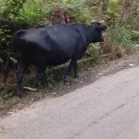 فروش گاو دورگه اصیل|حیوانات مزرعه|توتکابن, |دیوار