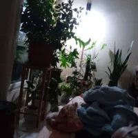 خدمتکار منزل