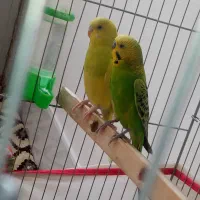 پرنده|پرنده|سبزوار, عظیمیان|دیوار