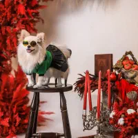 سگ پامرانین روباهی سایز ریز|سگ|چهاردانگه (تهران), |دیوار