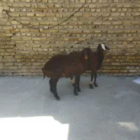 بره ماده