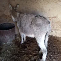 الاغ‌ماده‌گوسفندی