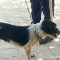 سگ پاکوتاه