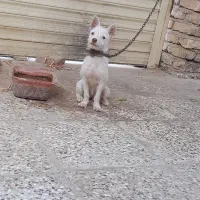 توله ماده
