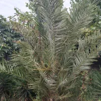 گل و گیاه|گل و گیاه طبیعی|رشت, حومه رشت|دیوار