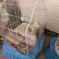 3تاعروس|پرنده|قم, شهدا|دیوار