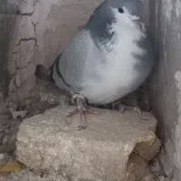 ۲ تا نر دمگیر مست مست