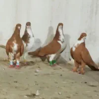 دسته ی شهری خووب