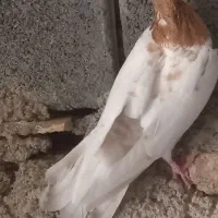 کبوتر|پرنده|سمیرم, |دیوار