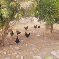 بوقلمون ومرغ وخروس|حیوانات مزرعه|کازرون, |دیوار