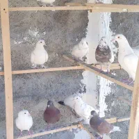 ۳۰ عدد کبوتر نرو ماده یکجا