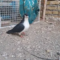 کفتر|پرنده|تربت‌حیدریه, پائین ولایت|دیوار