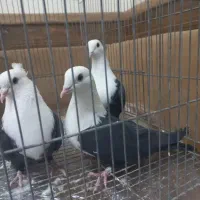 کله سفید.سینه ای