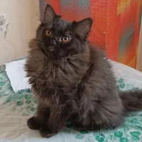 گربه پرشین|گربه|شیراز, درکی|دیوار