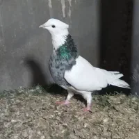 طوقی|پرنده|امیدیه, |دیوار