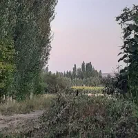 کار در باغ چیدن  آلبالو