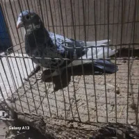 پرشی وساده|پرنده|صابری, |دیوار